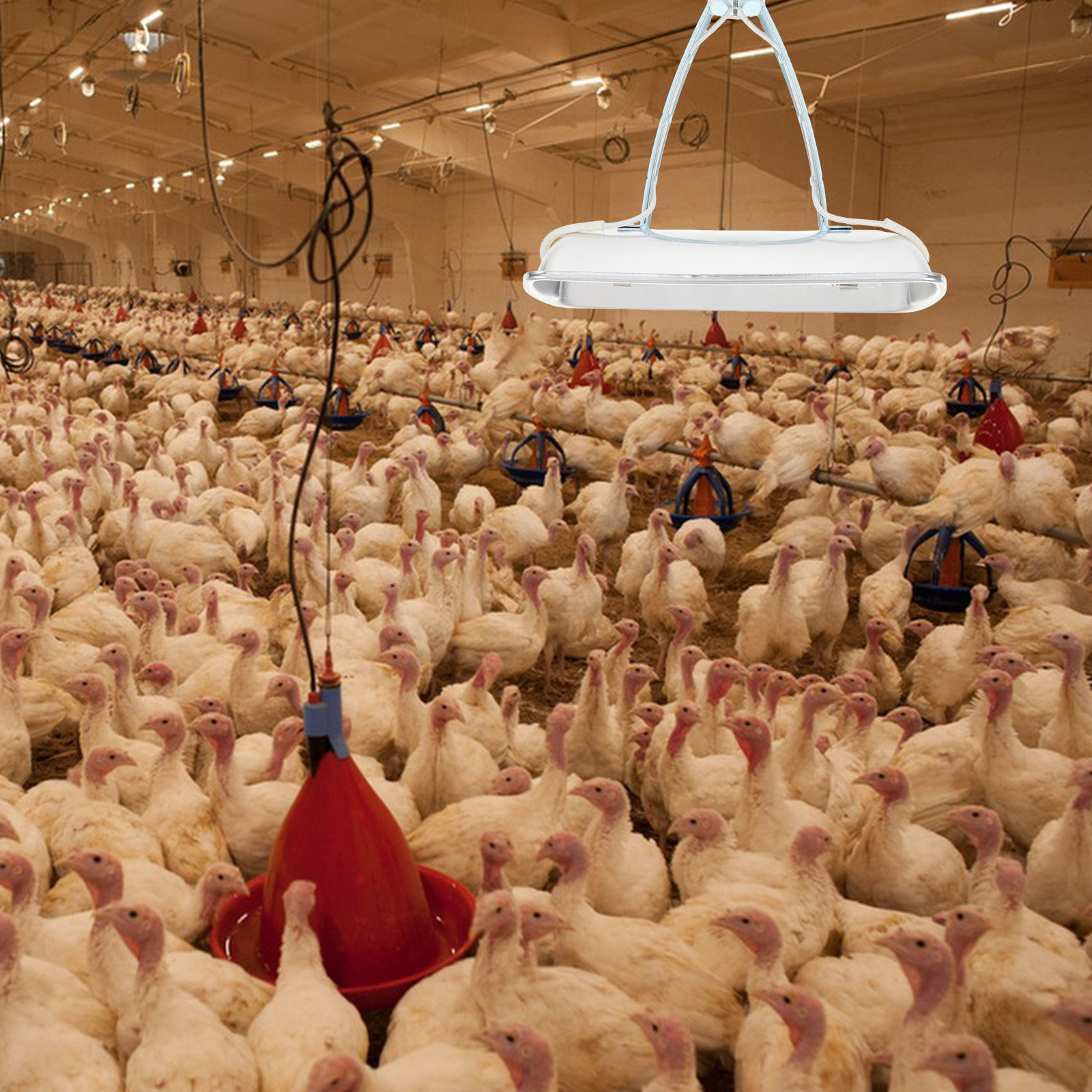 Lampada di Protezione per Alle - Farming A recensione e prezzo
